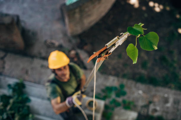 Best Tree Root Removal  in Seven Oaks, SC